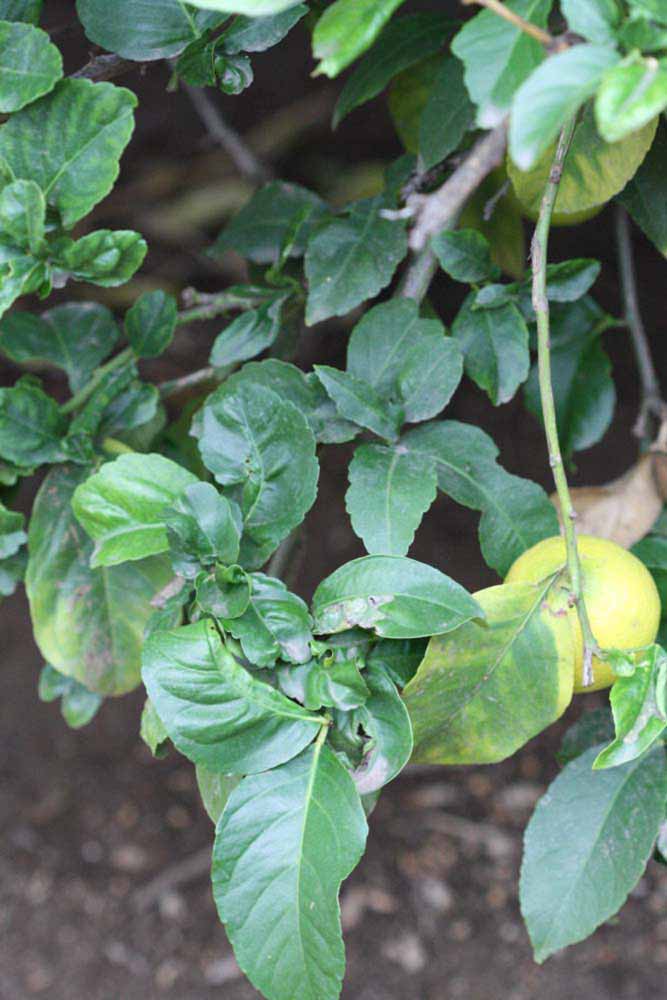               Sun leaves (Blanchard, Riverside,   CA)   